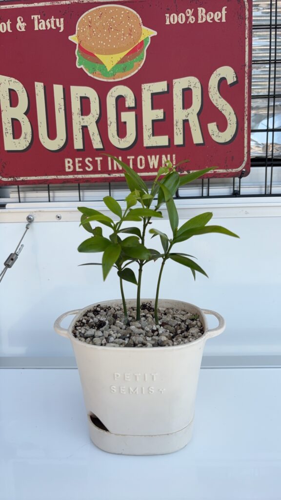 観葉植物